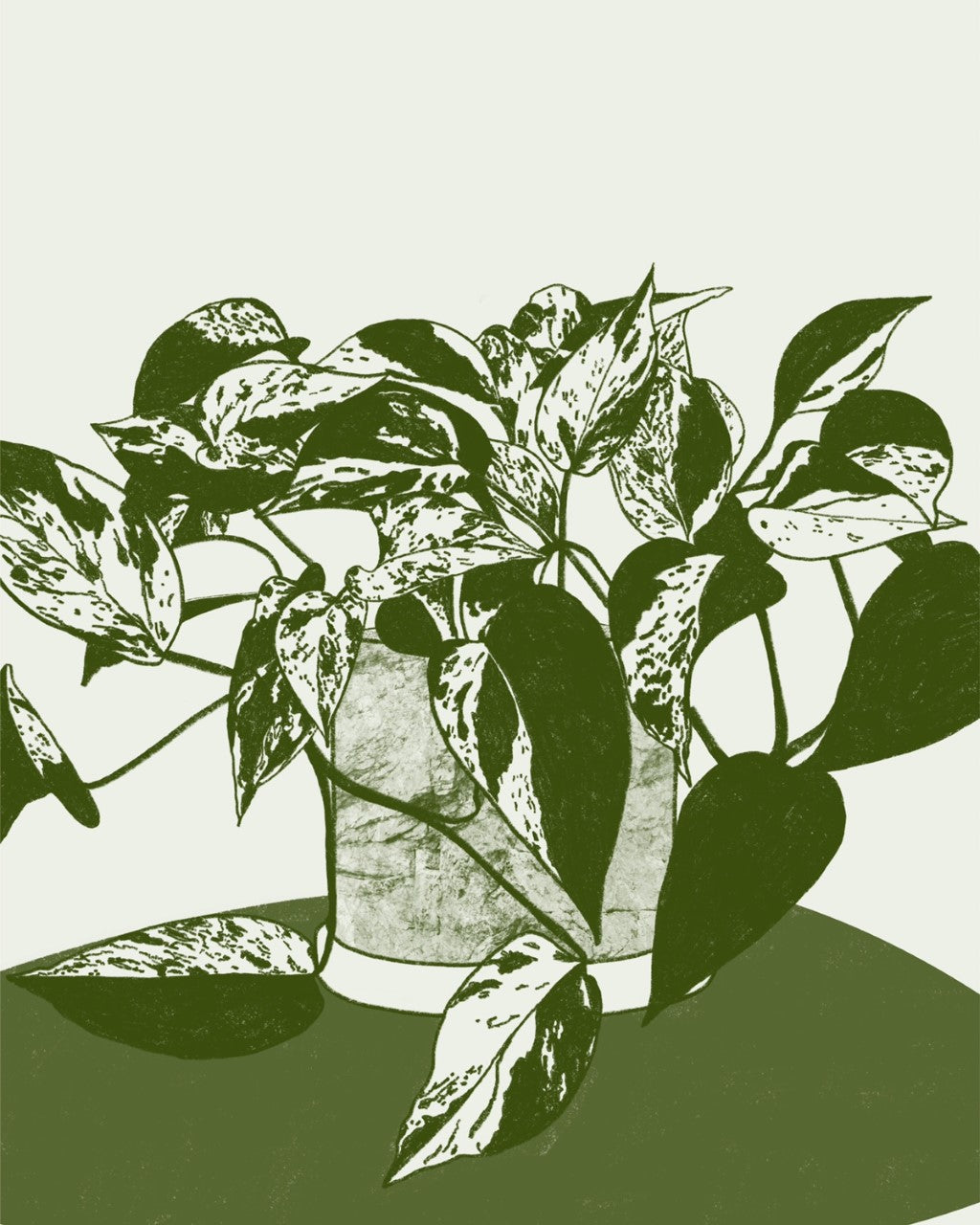 pothos illustration Pothos Marble Queen Illustration